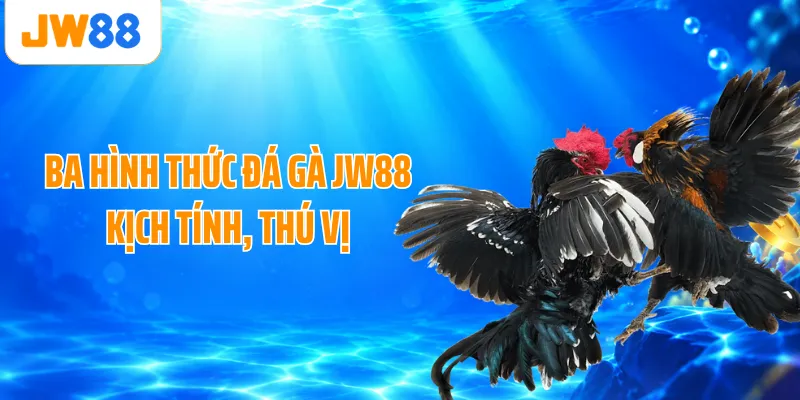 Ba hình thức đá gà JW88 kịch tính, thú vị